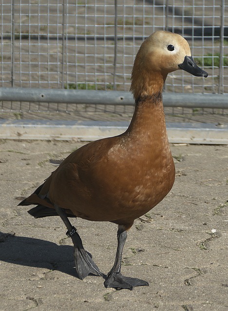 业联赛